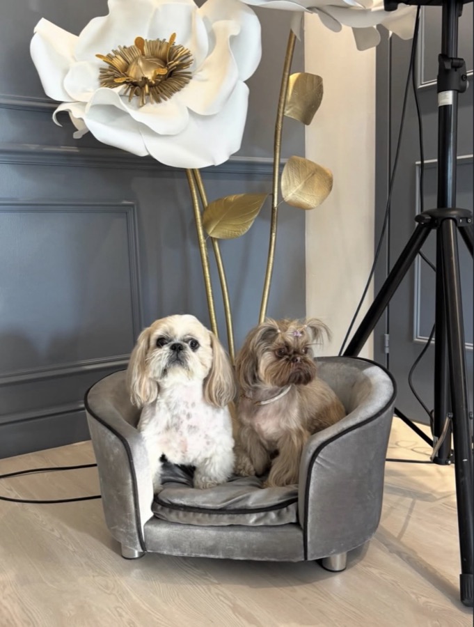 Two dogs after JoJo Pet Care grooming